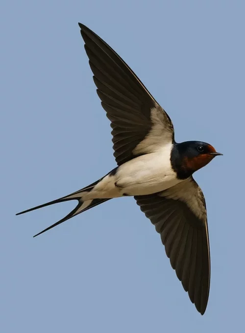 Vlaštovka obecná za letu